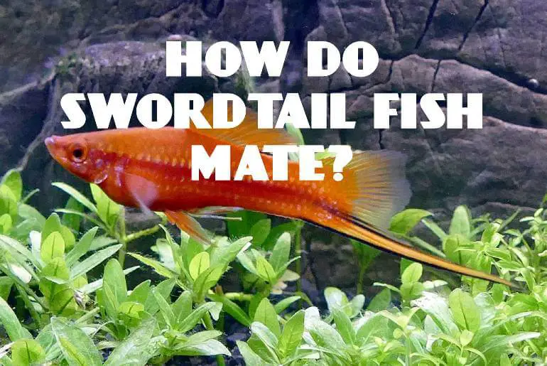 How Do Swordtail Fish Mate?