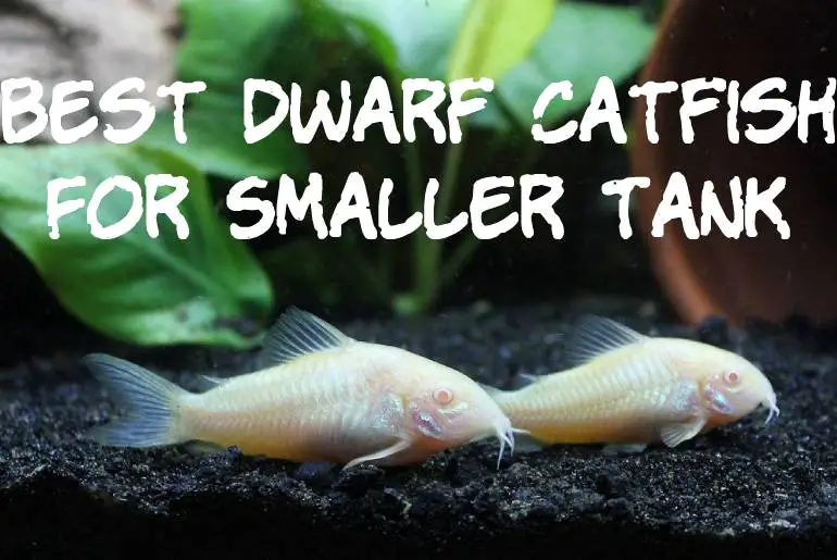 Best Dwarf Catfish For Smaller Tank