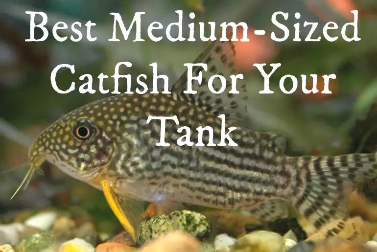 Best Medium-Sized Catfish
