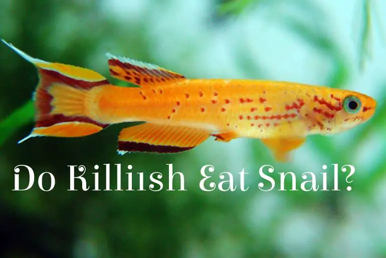 Do Killifish Eat Snail