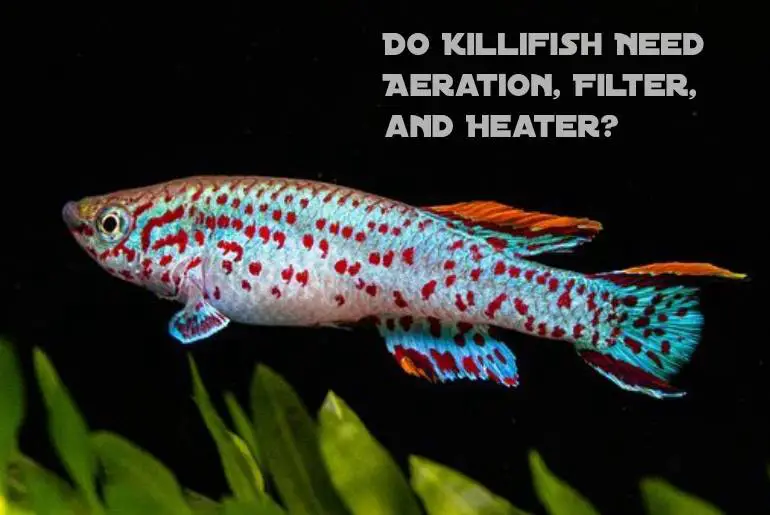 Do Killifish Need Aeration, Filter, and Heater?