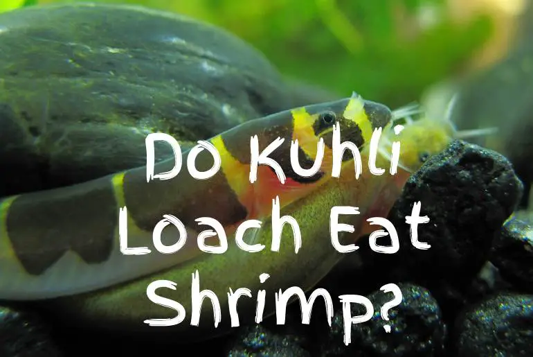Do Kuhli Loach Eat Shrimp