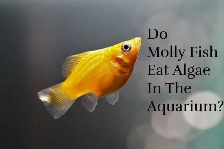 Do molly fish eat algae