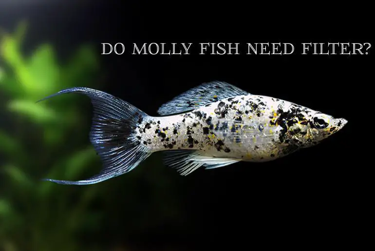 Do Molly Fish Need Filter