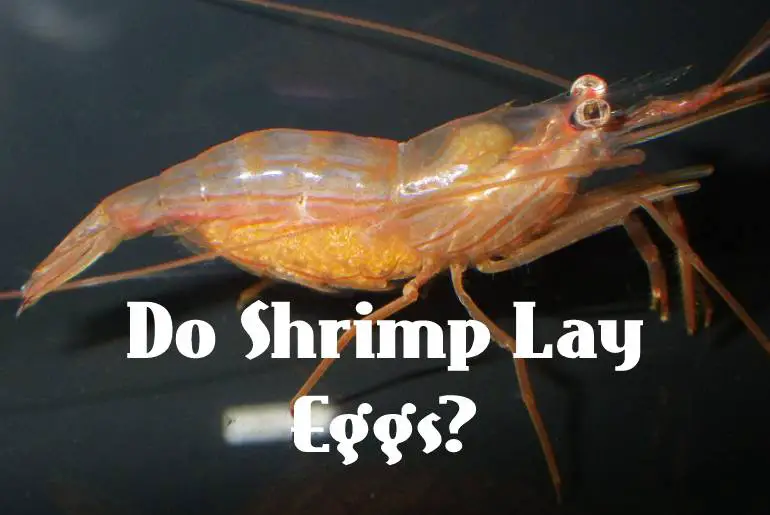 Do Shrimp Lay Eggs