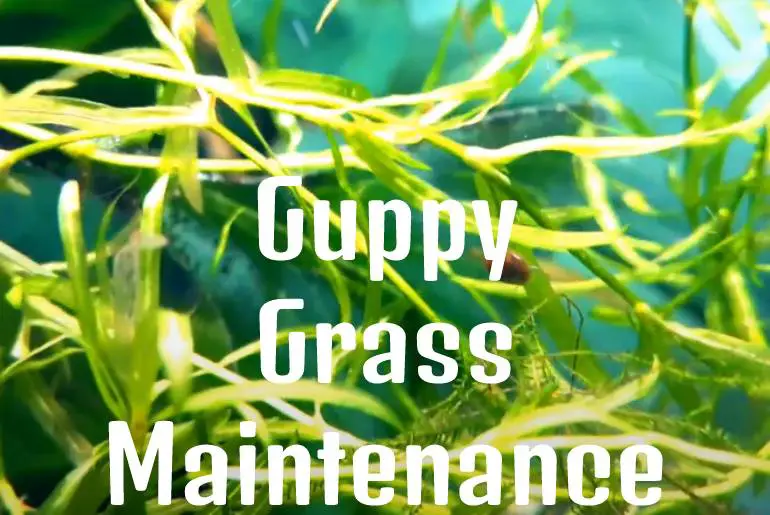 Guppy Grass Maintenance