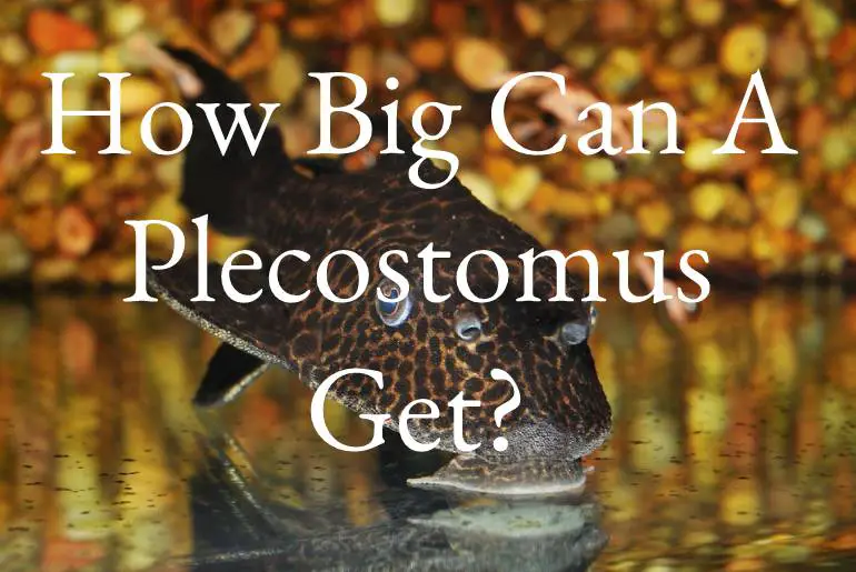 How Big Can A Plecostomus Get