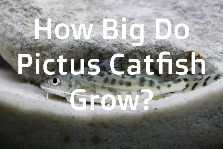 How Big Do Pictus Catfish Grow