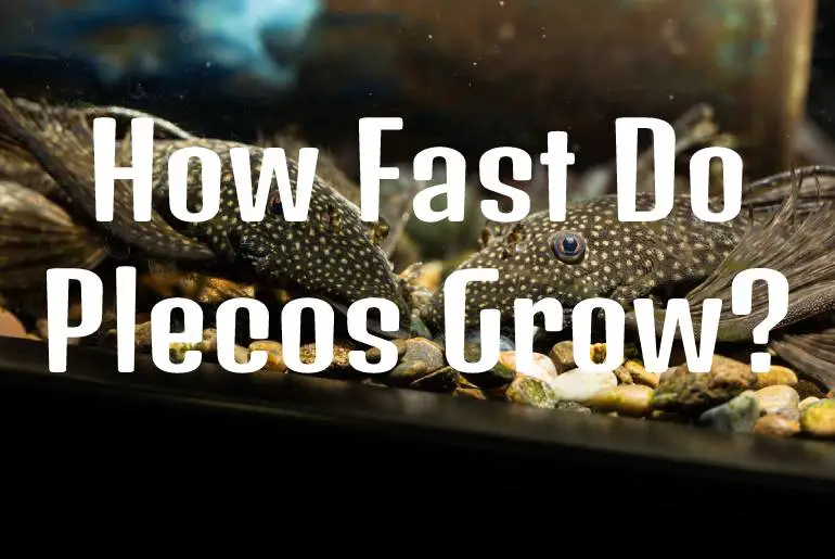 How Fast Do Plecos Grow
