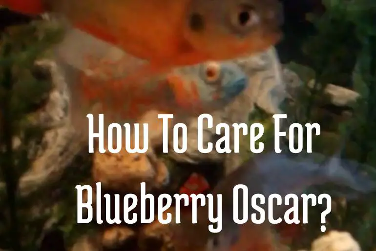 How To Care For Blueberry Oscar