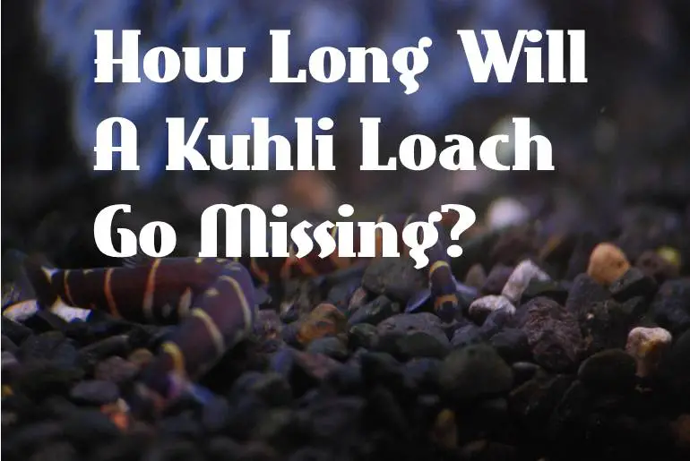 Kuhli Loach Go Missing