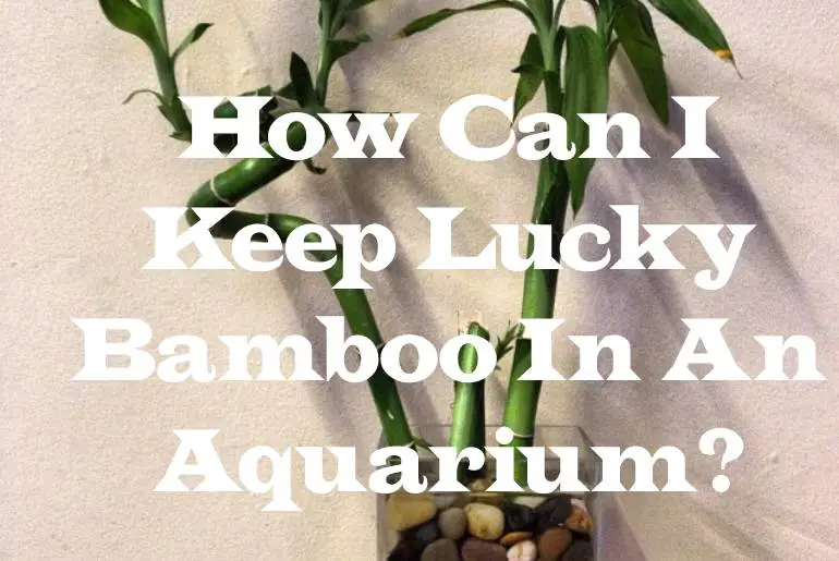 Lucky bamboo in an aquarium