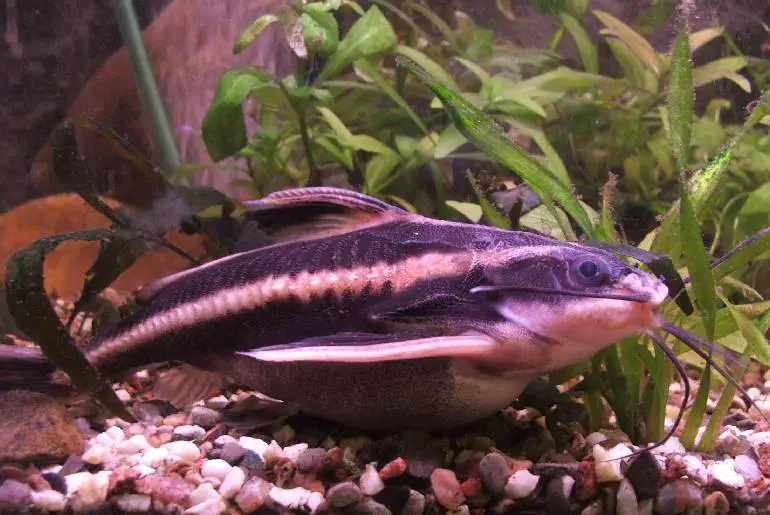 Best Medium-Sized Catfish