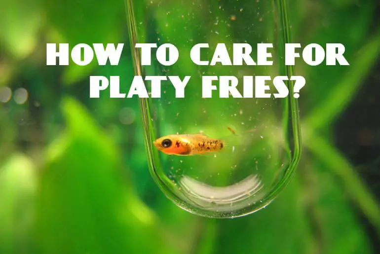 How To Care For Platy Fries?
