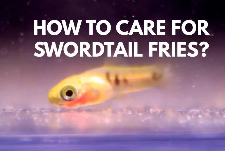 How To Care For Swordtail Fries?