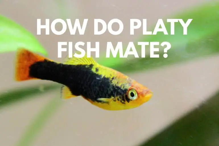 How Do Platy Fish Mate?