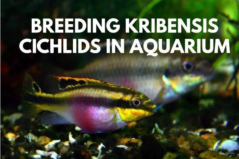 breeding kribensis cichlids in aquarium