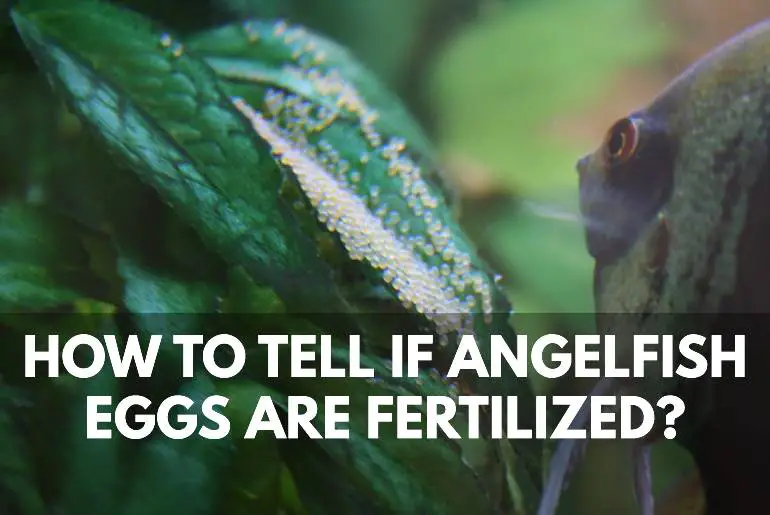 HOW TO TELL IF ANGELFISH EGGS ARE FERTILIZED