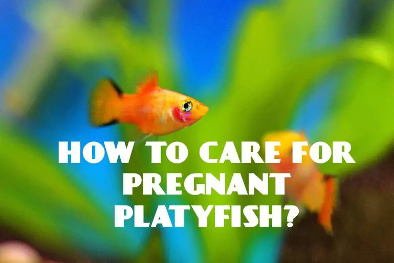 How To Care For Pregnant Platy Fish?