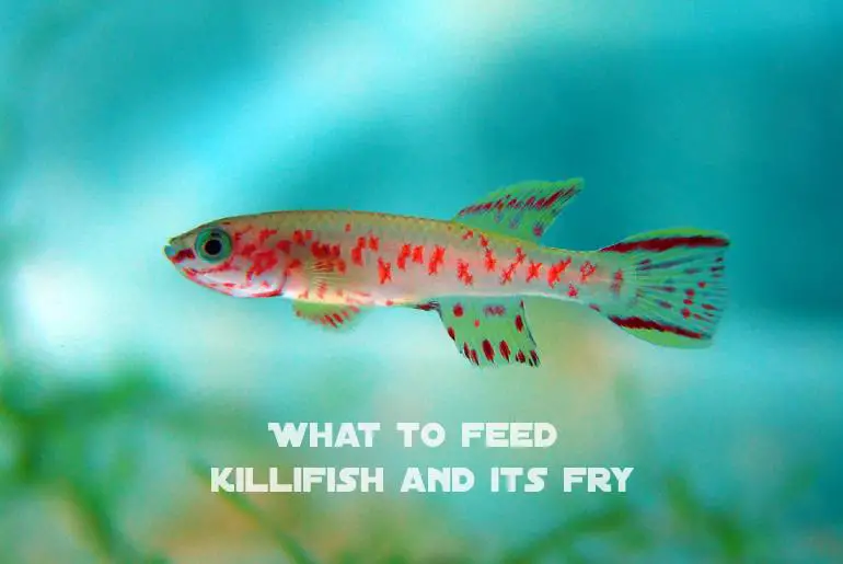 What to Feed Killifish and its Fry