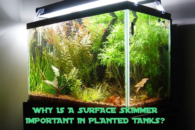 Why is a Surface Skimmer Important in Planted Tanks?