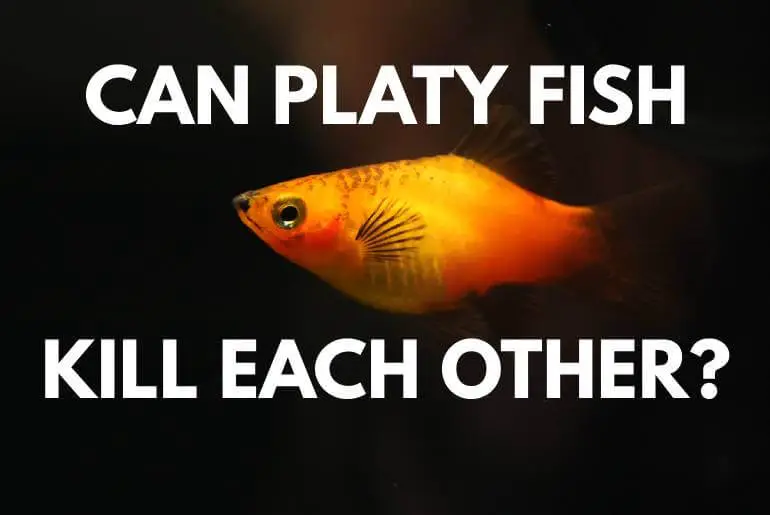 can platy fish kill each other?