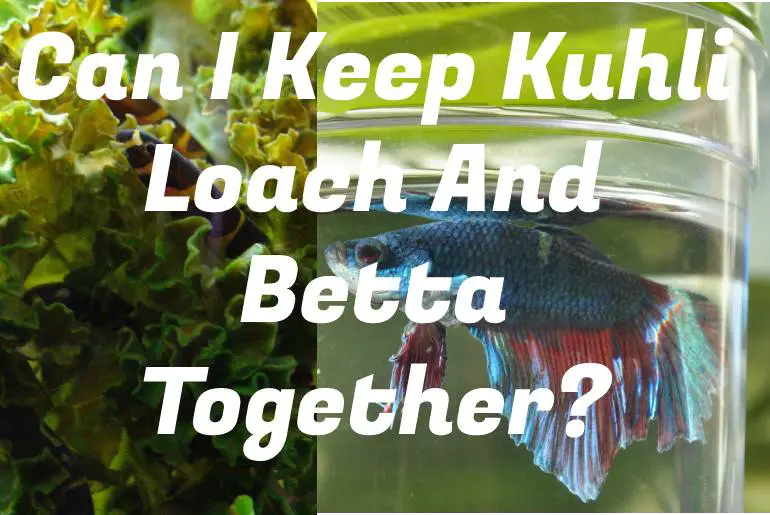 Can I Keep Kuhli Loach And Betta Together