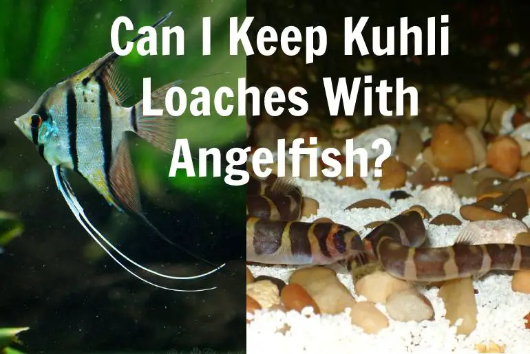 Can I Keep Kuhli Loaches With Angelfish