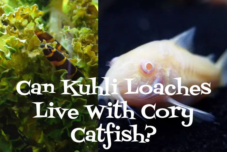 Can Kuhli Loaches Live With Cory Catfish