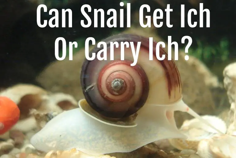 Can Snail Get Ich Or Carry Ich