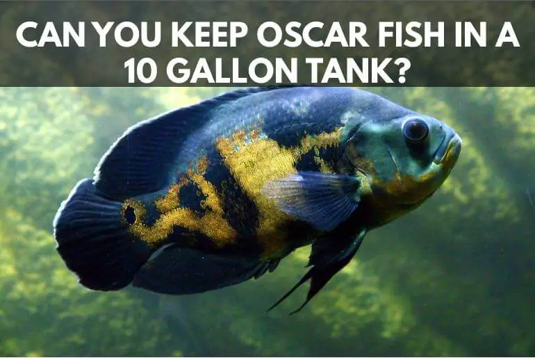 Can-You-Keep-Oscar-In-10-Gallon-Tank