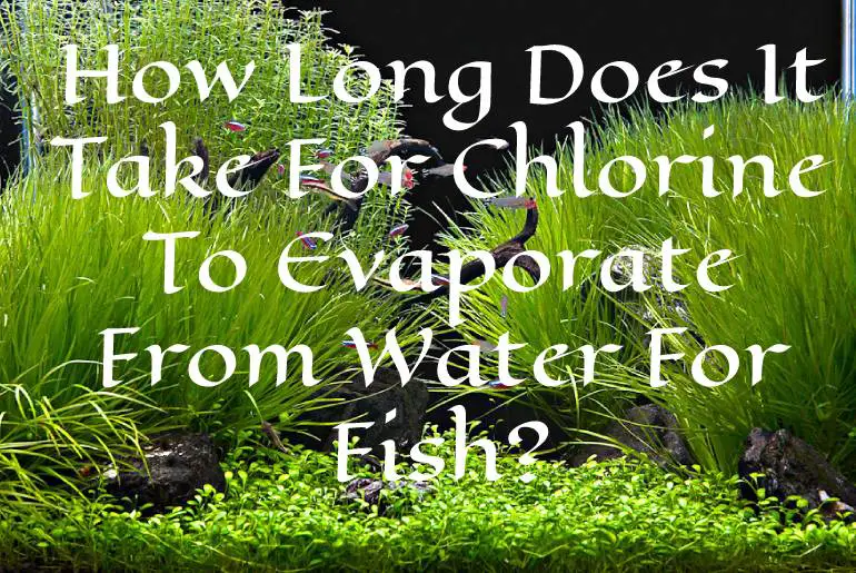 Chlorine To Evaporate From Water For Fish