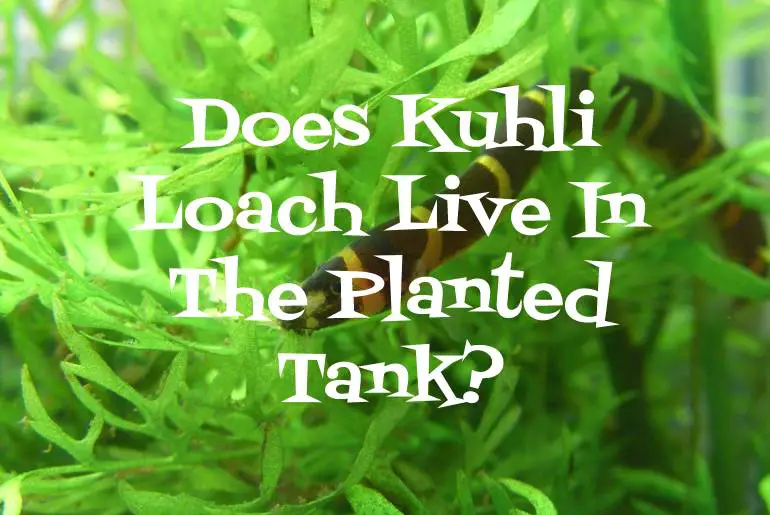 Does Kuhli Loach Live In The Planted Tank