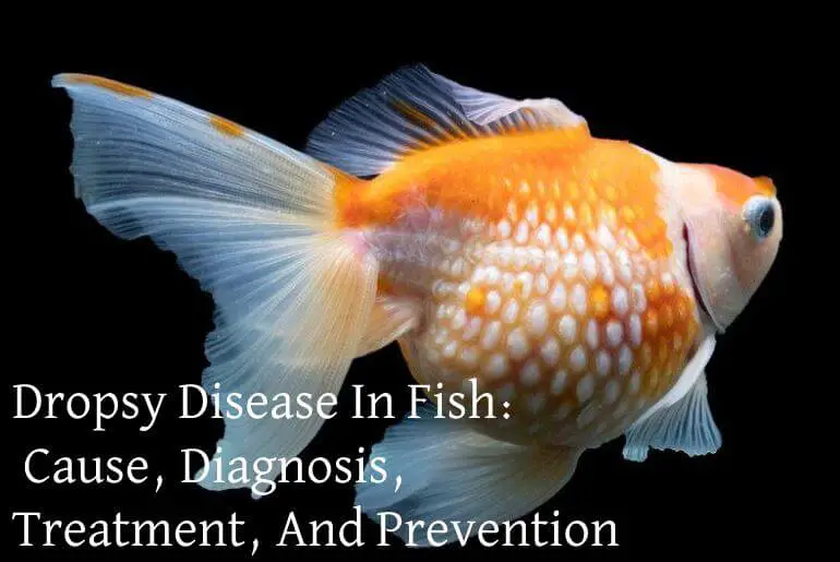 Dropsy Disease In Fish: Cause, Diagnosis, Treatment, And Prevention