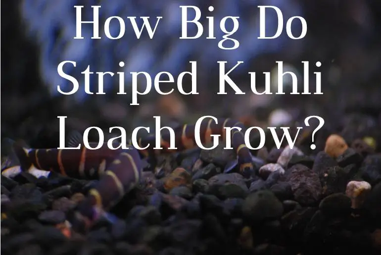 How Big Do Striped Kuhli Loach Grow