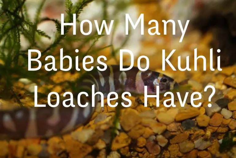 How Many Babies Do Kuhli Loaches Have