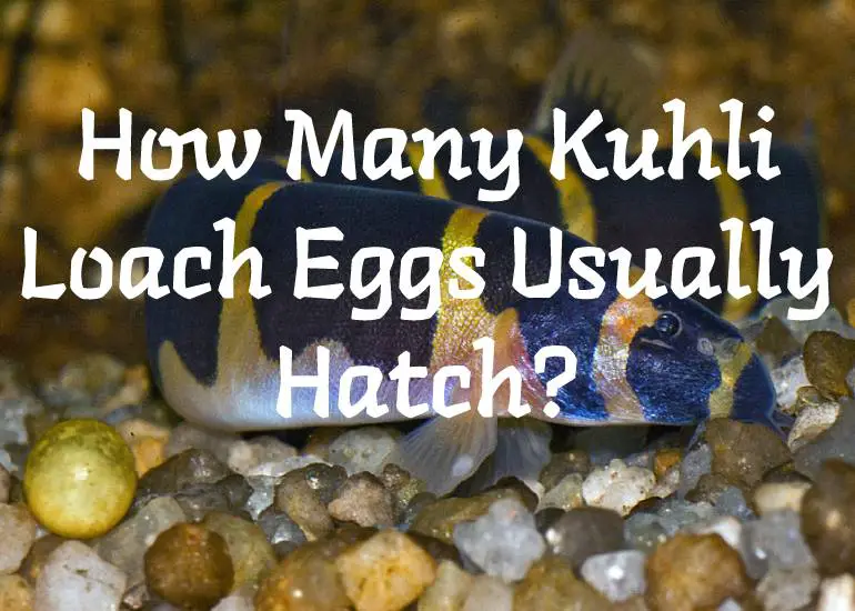 How Many Kuhli Loach Eggs Usually Hatch
