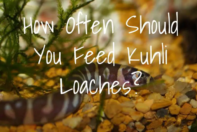 How Often Should You Feed Kuhli Loaches