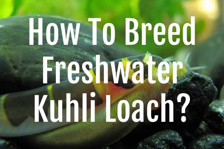 Breed Freshwater Kuhli Loach