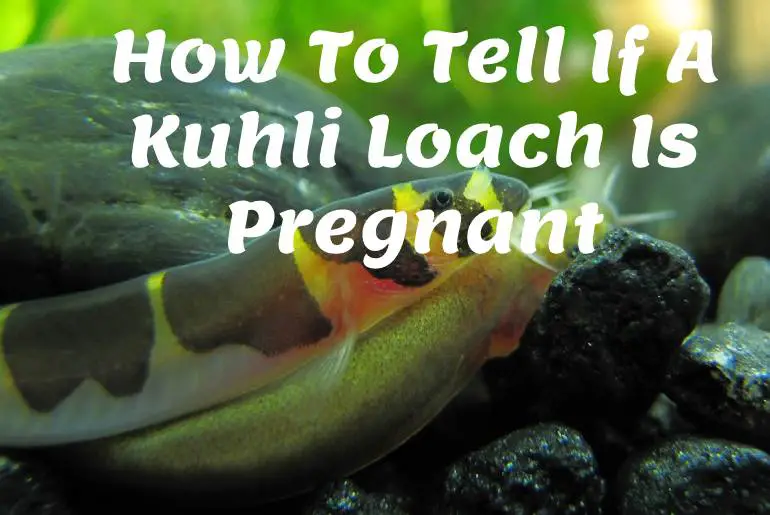 How To Tell If A Kuhli Loach Is Pregnant