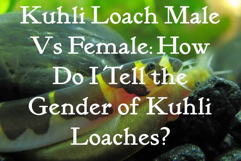 Kuhli Loach Male Vs Female_ How Do I Tell the Gender of Kuhli Loaches