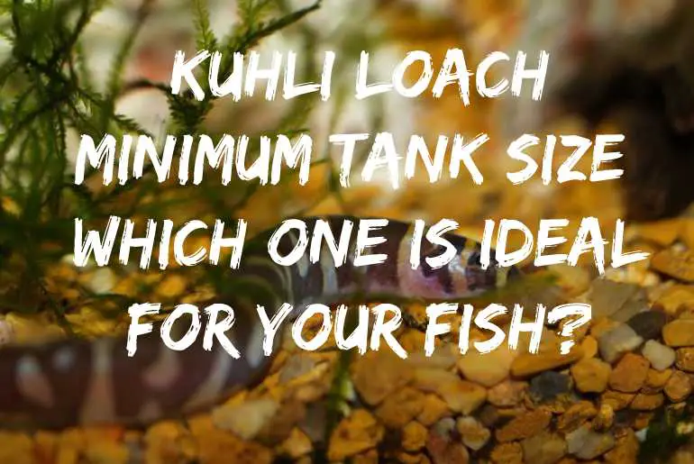 Kuhli Loach Minimum Tank Size
