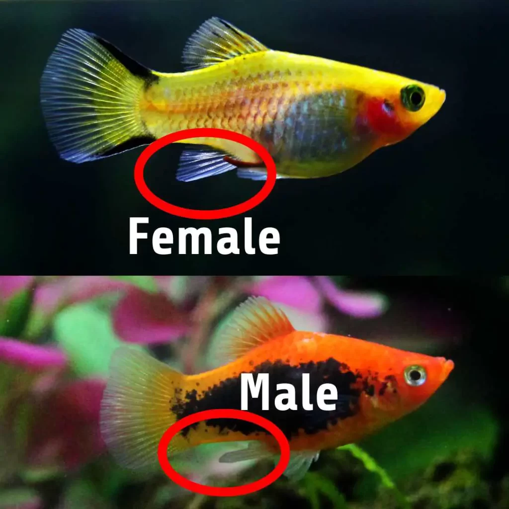 Male vs Female Platy
