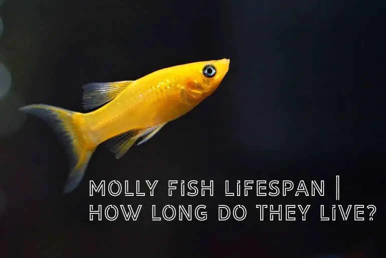 Molly fish Lifespan