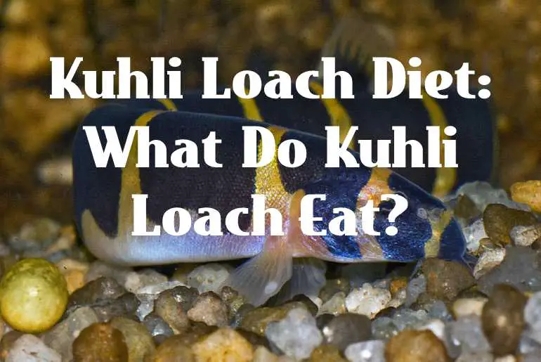 What Do Kuhli Loach Eat