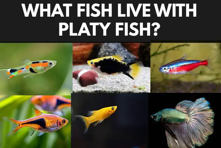 What Fish Can Live With Platy Fish?