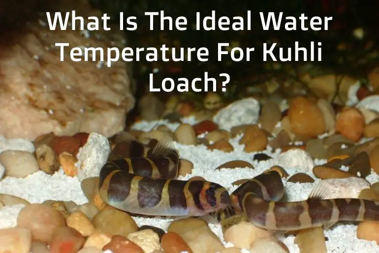 Water Temperature For Kuhli Loach