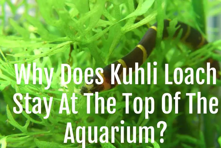 Why Does Kuhli Loach Stay At The Top Of The Aquarium