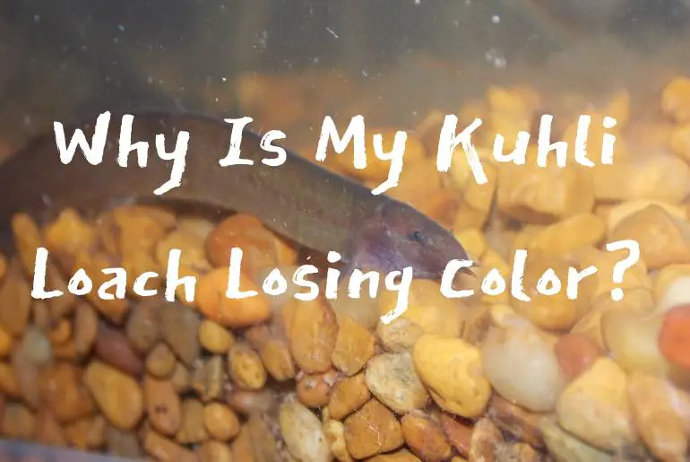 Why Is My Kuhli Loach Losing Color
