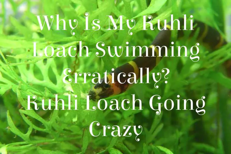 Why Is My Kuhli Loach Swimming Erratically